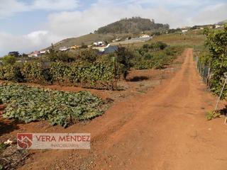 Mas à Tacoronte - Los Naranjeros. Finca rúst. en venta en la caridad, 1 dormitorio.