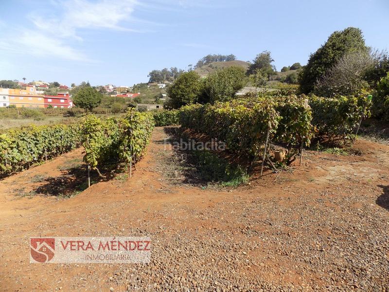 Foto 6461bea2-f441-4391-a7cb-fd8179b9f7d9. Mas dans Tacoronte - los naranjeros Tacoronte