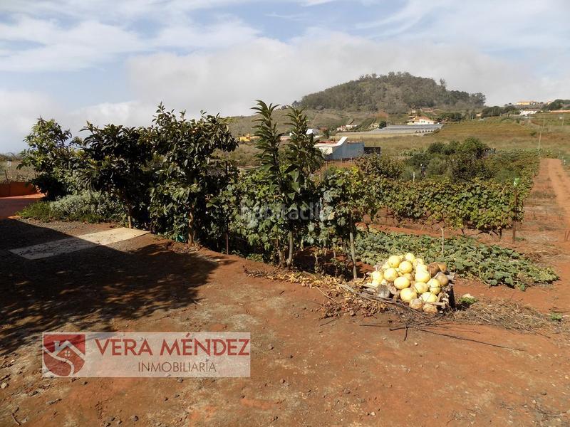 Foto adb951aa-4c4d-49b2-89c5-1e0b17a4fe91. Mas dans Tacoronte - los naranjeros Tacoronte