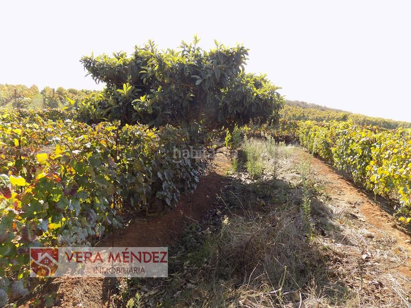 Foto af56912d-00bb-4bea-a987-c3e48608d8a4. Mas dans Tacoronte - los naranjeros Tacoronte