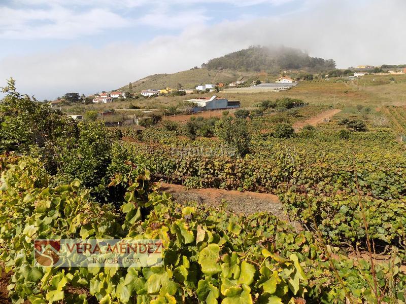 Foto d6e7891c-e249-4727-8166-bd1621224ae7. Mas dans Tacoronte - los naranjeros Tacoronte