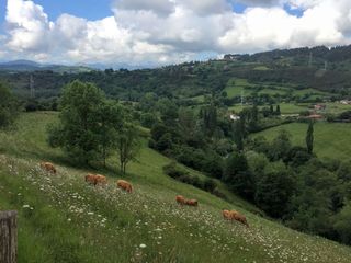 Finca rústica en San Claudio - Trubia - Las Caldas