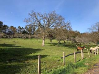 Masia a Llanera. Se vende conjunto de fincas en llanera
