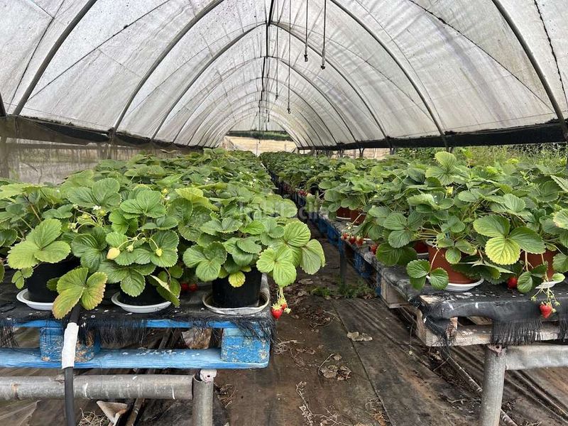 Foto 48636327-401e-4352-90f6-ab96864d4721. Finca rústica a Llanera