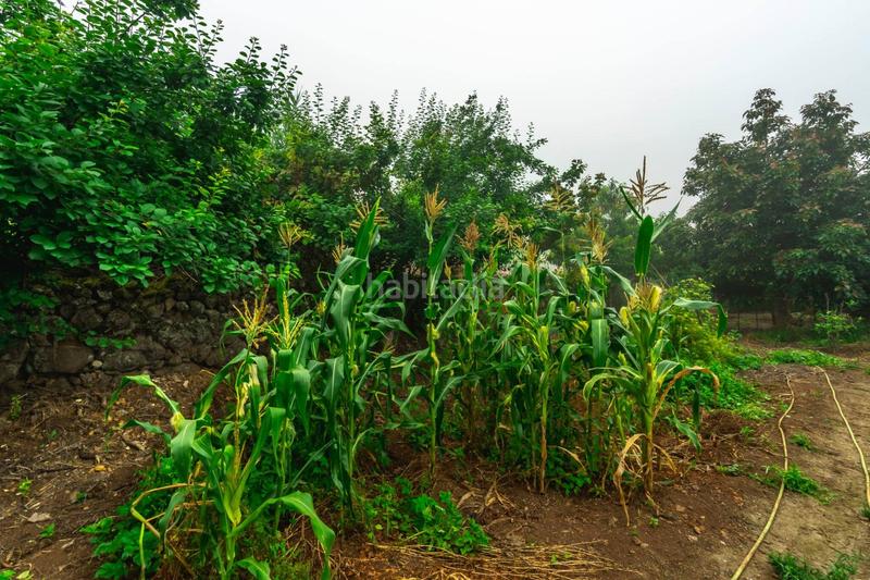 Foto 1976715f-0216-4a18-82fa-8809bd15a908. Masia amb aparcament a El Bebedero - Pinolere - Aguamansa Orotava (La)