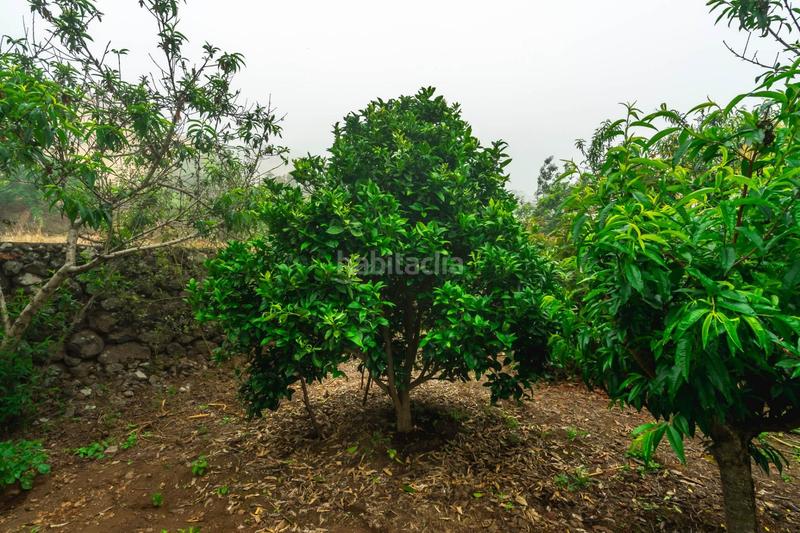 Foto 27d4908c-3619-4a07-82a1-a59d99d19581. Masia amb aparcament a El Bebedero - Pinolere - Aguamansa Orotava (La)