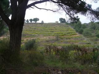 Finca rústica  Alzina. Parcela en venta