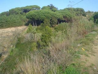 Finca rústica  Joan alcover. Terreno en venta