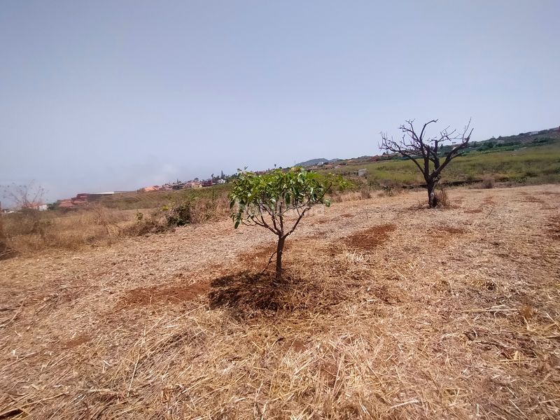 Foto 157ac3cb-a78c-443c-8973-e08967476d17. Finca rústica a Sauzal (El)
