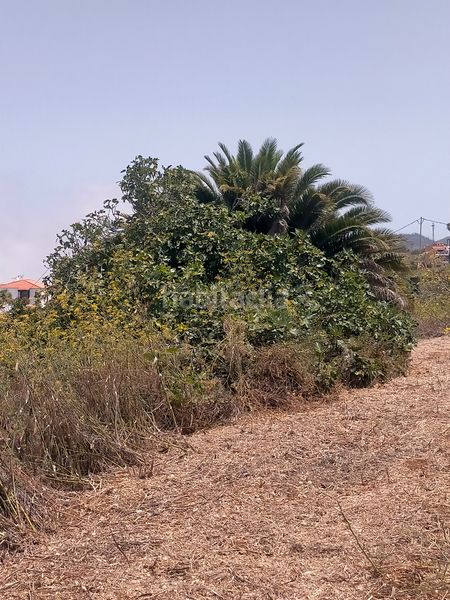 Foto 29b0e70d-8e1e-4409-8db2-146b27b33fe5. Finca rústica a Sauzal (El)
