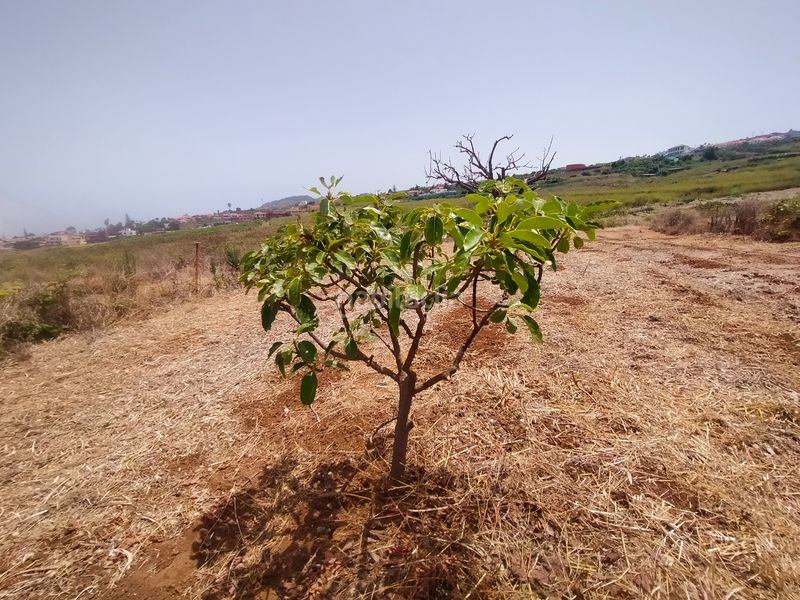 Foto b95708ed-4e03-43c7-960e-df5436648569. Finca rústica a Sauzal (El)