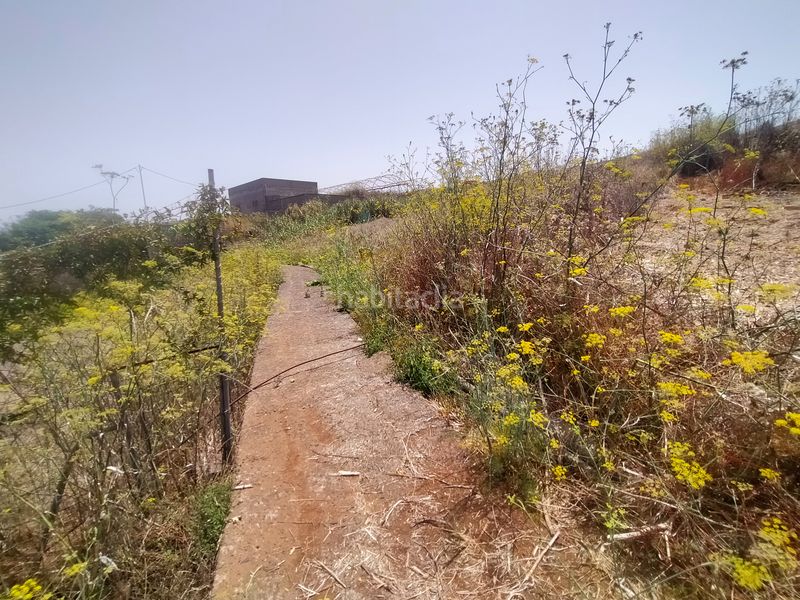 Foto c3e32fb4-1035-4276-9abf-757354964eb1. Finca rústica a Sauzal (El)