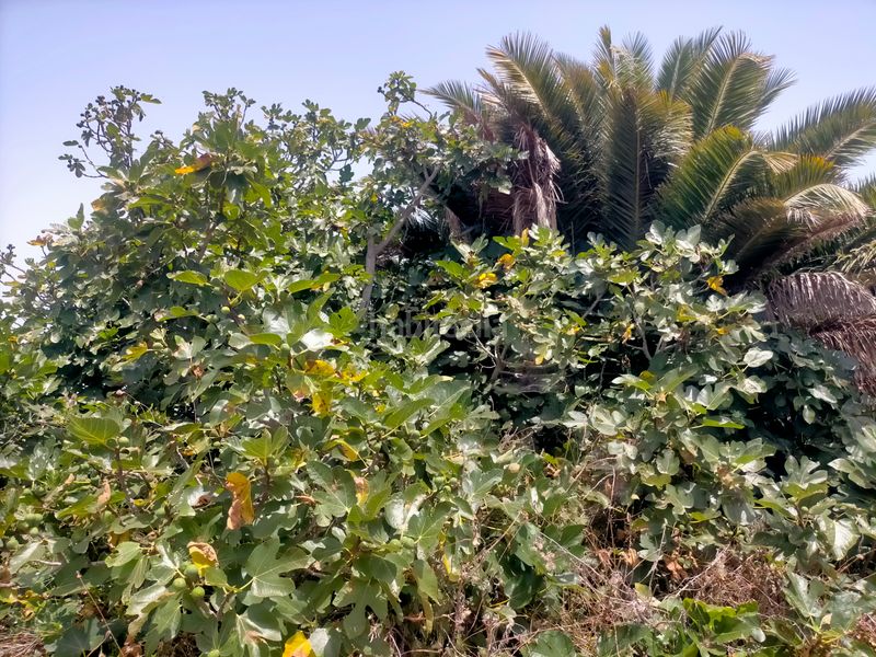 Foto f3bc71b7-4aea-47e1-b255-b8886deef776. Finca rústica a Sauzal (El)