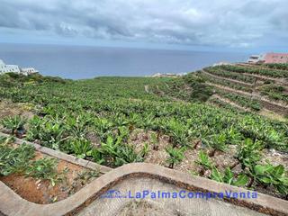 Propriété  General bajamar. Id-596 terreno con platanera y en producción