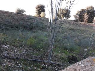 Residential Plot  Ermita de la tossa