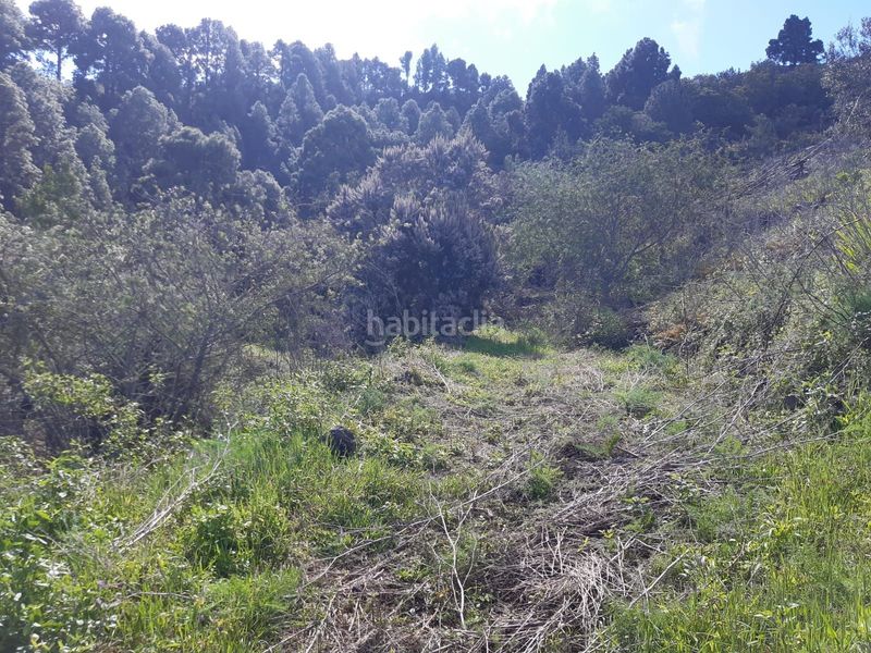 Foto a9bbd1cb-23d1-4c40-a7bf-54ad543f8781. Finca rústica a La Vega - El Amparo - Cueva del Viento Icod de los Vinos