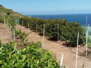 Rural plot in Buenavista del Norte. Inmobiliaria osner vende finca agrícola de 10.000 m en plena pro