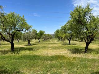 Terreny residencial a Biar. Parcela rustica en buena zona de biar