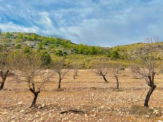 Terreny residencial a Las Virtudes. Terreno de más de 50,000 m2 con cultivo de almendros en las virt