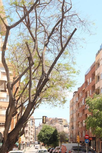 Foto 2f80e938-14b7-448e-a9b0-c1de27eb6f9c. Appartamento in Santa Catalina Palma de Mallorca