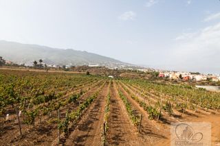 Bauernhof in La Vera - El Farrobillo - Tosca de Ana María. Santa úrsulafinca rustica