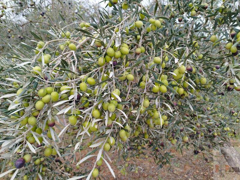 Foto 99728df0-11d6-4169-9af4-7baf40b974d9. Terreny residencial a Campillos