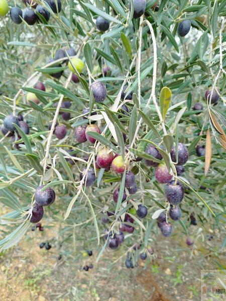 Foto a3d4e7ad-7742-4c64-9fcf-b47422d67c72. Terreny residencial a Campillos