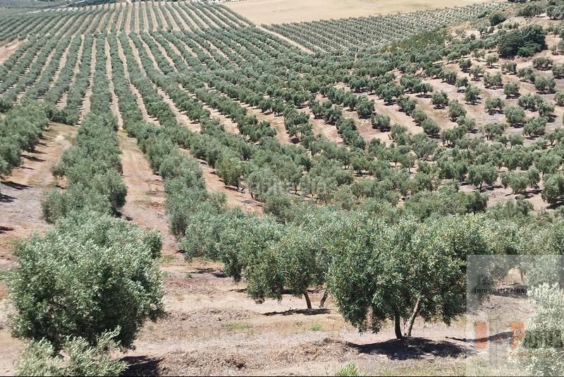 Foto be8408b3-223b-4e5a-97f2-92b188ab4bc6. Terreny residencial a Campillos