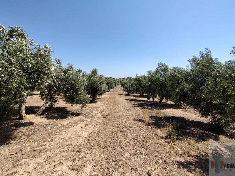 Foto c7028d6e-8663-4d21-8518-951a3cb0567b. Terreny residencial a Campillos