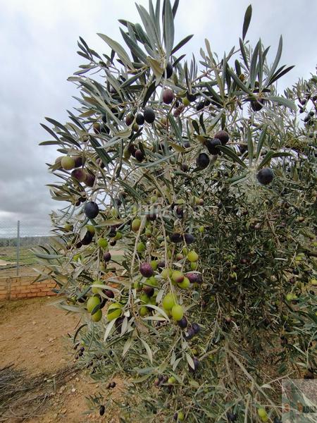 Foto dd222476-b74d-4d4d-b5d3-c15c993f92f2. Terreny residencial a Campillos