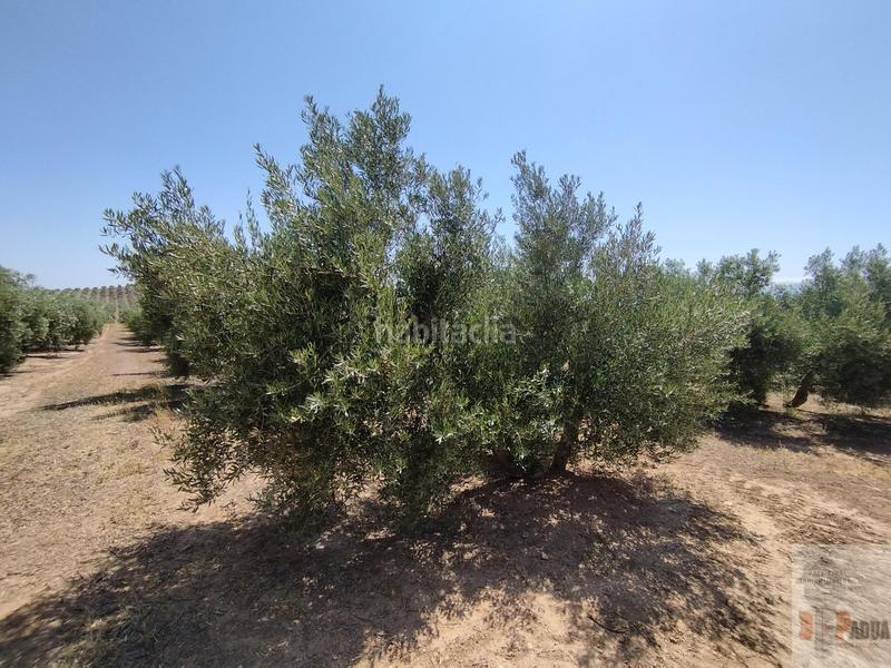 Foto f5299f34-6103-492d-9dd9-937b66b4c93a. Terreny residencial a Campillos