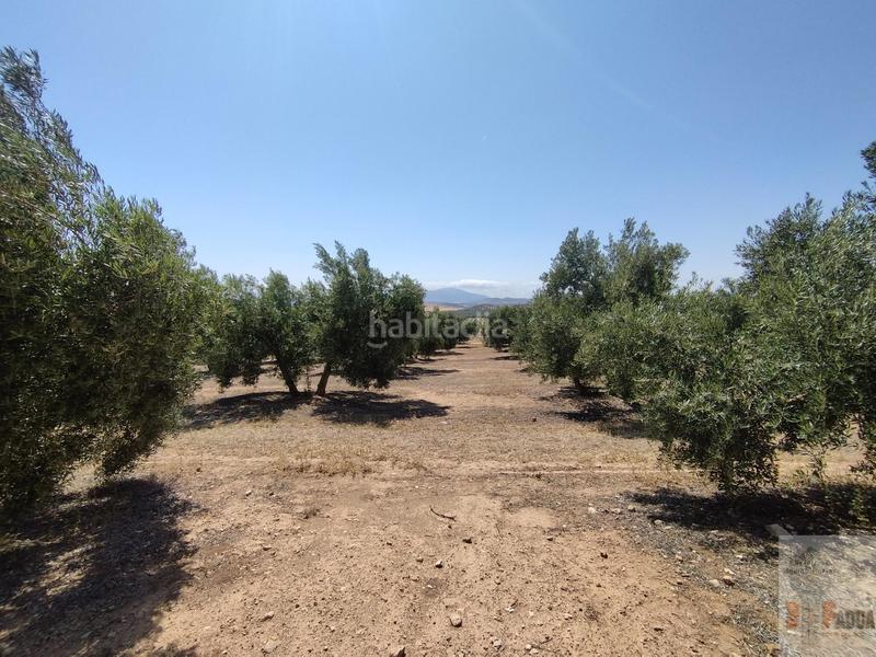 Foto faae1b6d-36a5-4c98-a529-4fd2f43754f2. Terreny residencial a Campillos