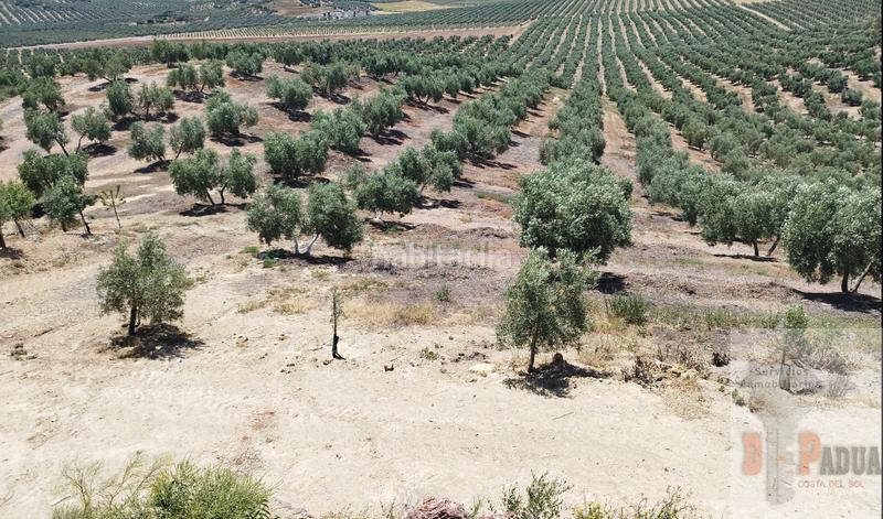 Foto fc8e33b7-d8f7-4fd6-aa4c-3d483e897592. Terreny residencial a Campillos