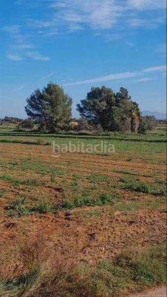 Foto 68a04a27-2140-4840-8bdc-bea3d65d81ec. Finca rústica amplia parcela con luz de gesa y pozo propio en Sa Pobla