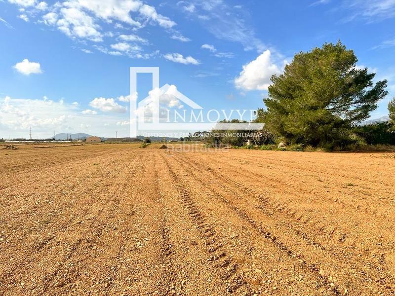 Foto 7c76c1c9-5ffd-4686-893c-a85bf0c812f6. Finca rústica amplia parcela con luz de gesa y pozo propio en Sa Pobla