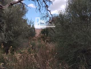 Rural plot  Passeig de sa riba. Parcela edificable urbana de 800m2 en muro