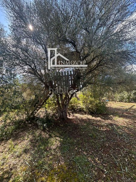 Foto 1007d2ae-0ccb-4710-ae03-07db675fcb3f. Masia a Manacor centre Manacor