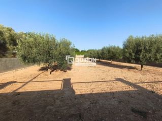 Propriété à Montferri. 2 parcelas planas  con posibilidad de segregación de un total de