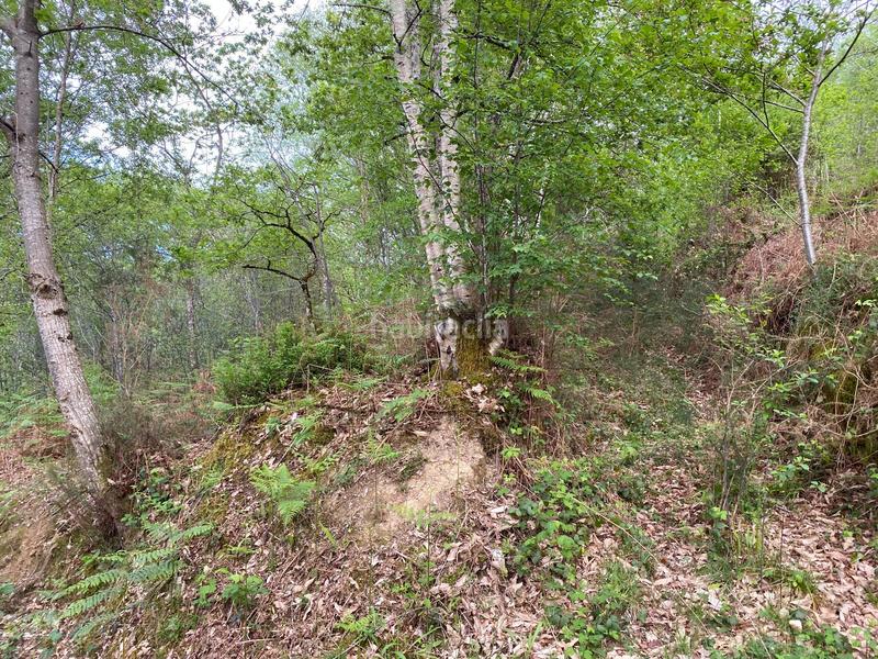 Foto 40203e08-290d-41ed-9d3b-8e56303913b9. Finca rústica a Parres