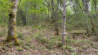 Finca rústica a Parres. Monte de 13.000 m2 en parres