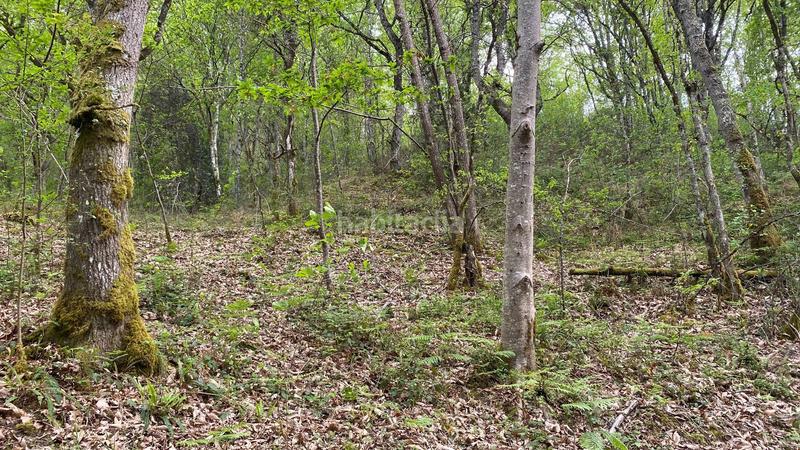 Foto bae1fe8d-f6d2-47cc-9736-a51d32f744cd. Finca rústica a Parres