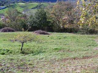 Terreny residencial a Cangas de Onís. Finca edificable a 2 km de cangas de onis
