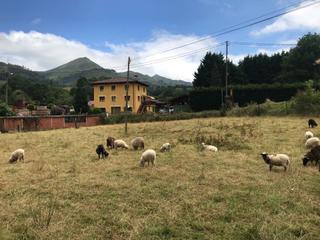 Terreny residencial a Cangas de Onís. Venta de finca edificable en mestas de con