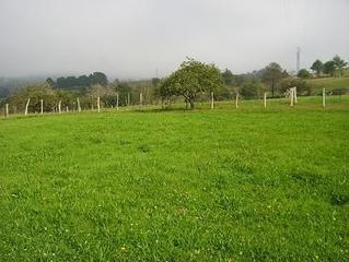 Terreny residencial a Cangas de Onís. Parcela edificable en mestas de con