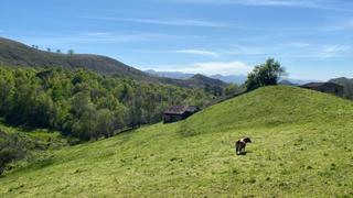 Maison  Pedroso. Conjunto de dos fincas con cuadra en onis