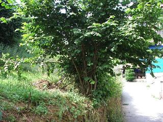 Wohngrundstück  Cangas de arriba. Venta de parcela en el casco urbano de cangas de onís