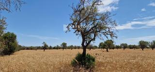 Finca rústica  Carrer de felanitx. Se vende finca rustica