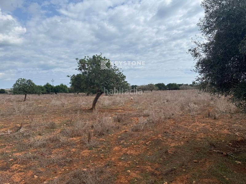 Foto 0a31a4ce-1301-4a8d-adf1-2e97c47859d1. Finca rústica a Porto Cristo Manacor