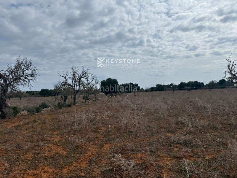 Foto 8eadd589-6843-4496-b06d-64bd84b36858. Finca rústica a Porto Cristo Manacor