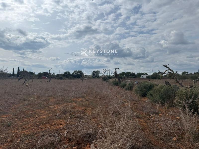 Foto d436cfb9-87df-4f7f-bf2e-16ddd4287328. Finca rústica a Porto Cristo Manacor